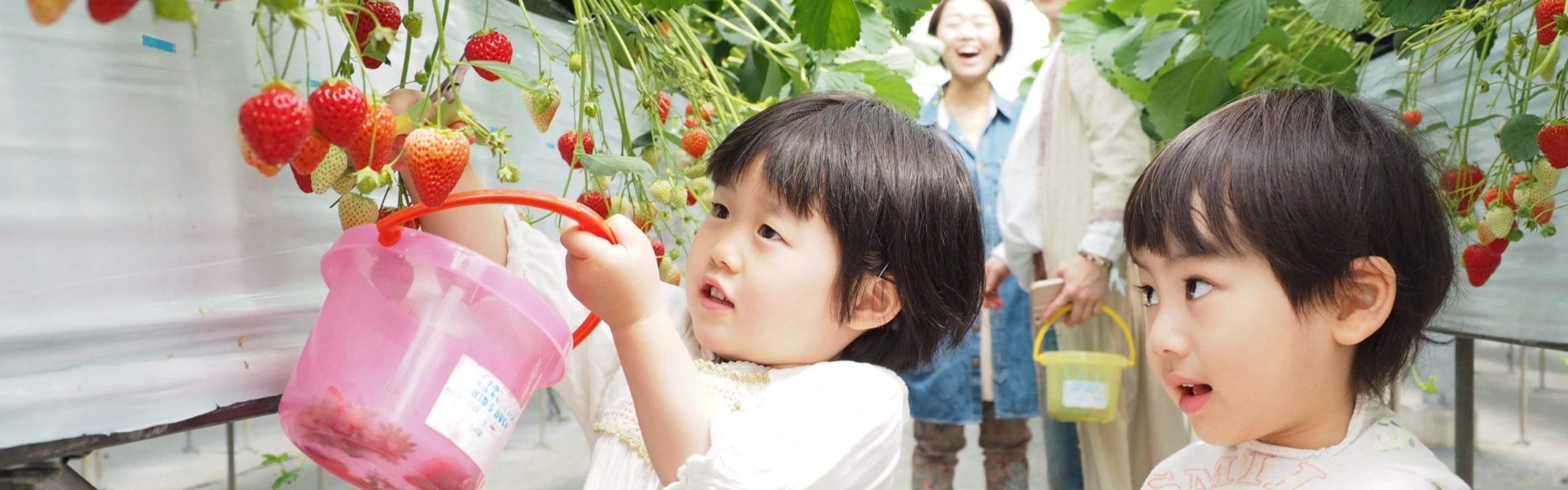 いちご狩り