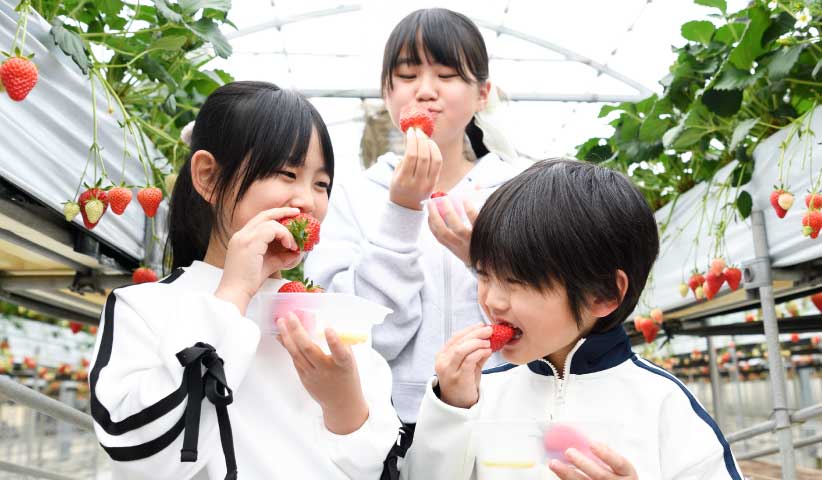 時間制限なし!ゆっくり苺を堪能