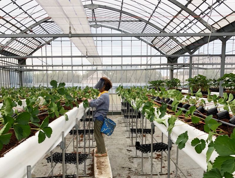 いちごの苗の定植作業をはじめています お知らせ 静岡県浜松市の上村農園 いちご 梨 みかんを直売 いちご狩りも