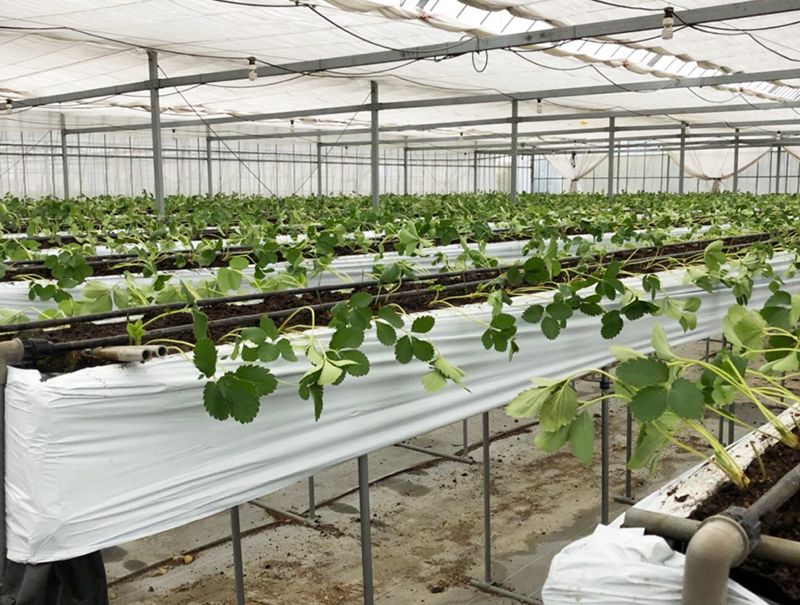 いちごの苗の定植作業をはじめています お知らせ 静岡県浜松市の上村農園 いちご 梨 みかんを直売 いちご狩りも