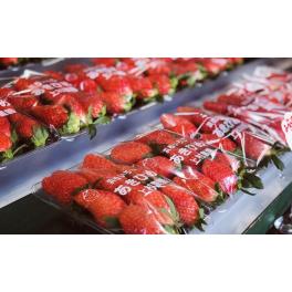 2024年12月13日（金）より、上村農園直売所オープン！
